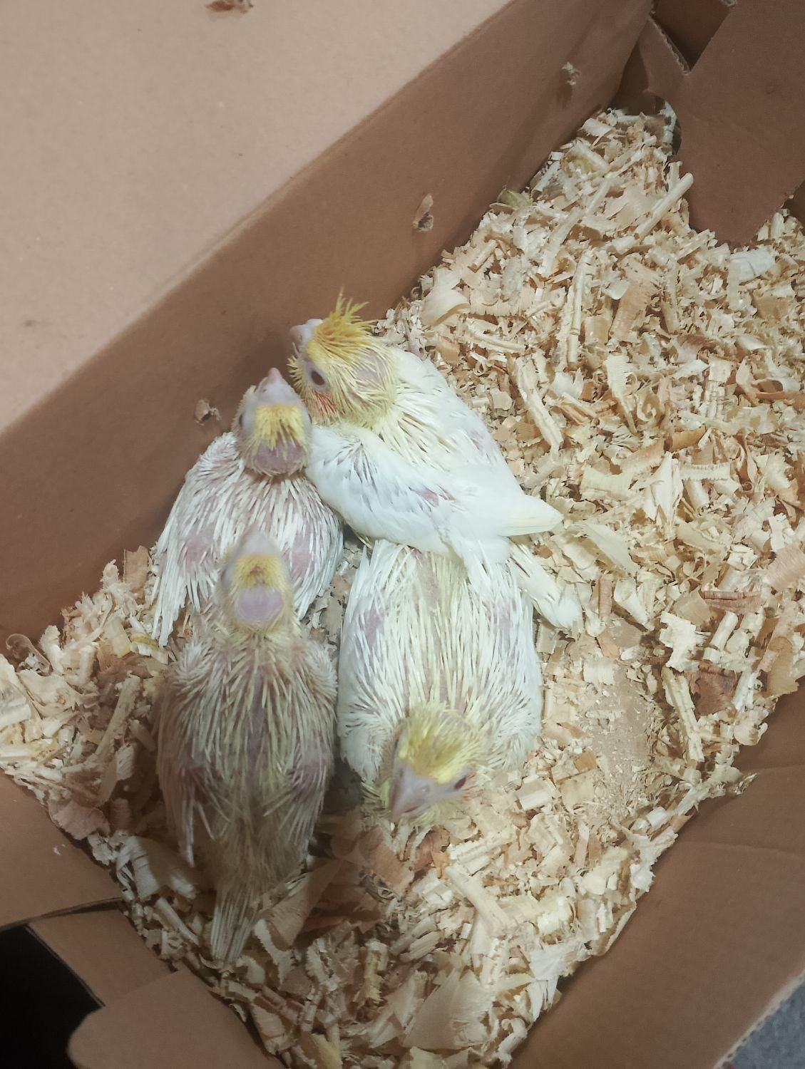 خریدوفروش انواع پرنده وکبوتروقفس ولوازم ودان ودارو|پرنده|آمل, |دیوار