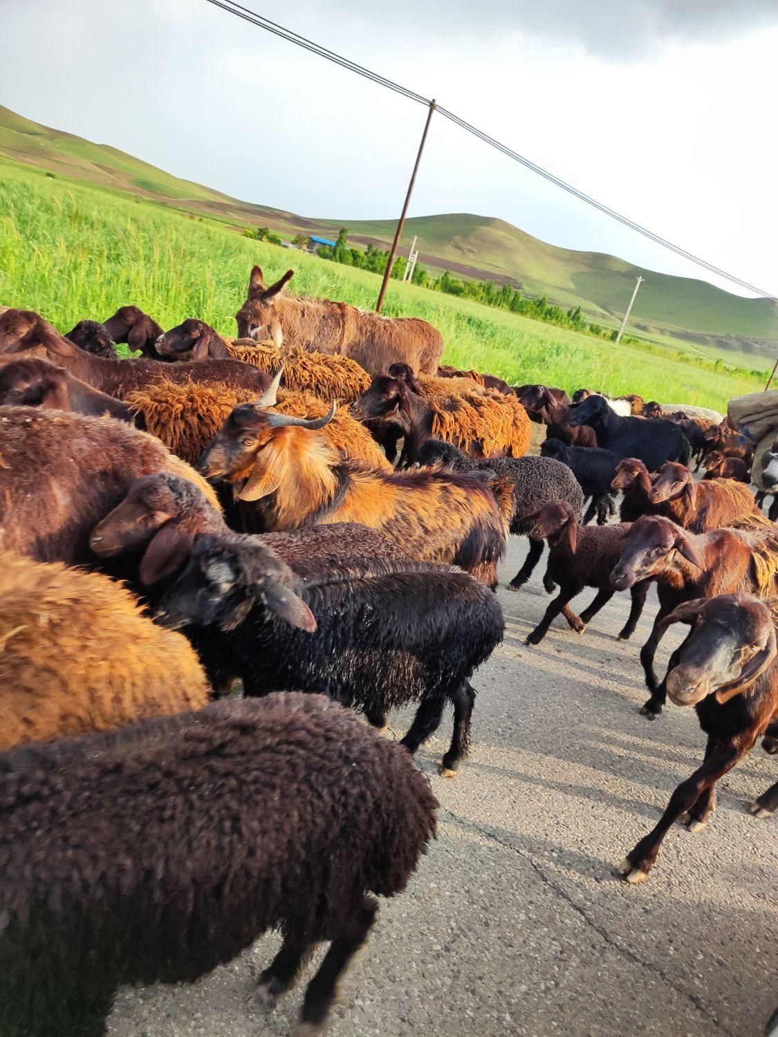 شمال /شرق/جنوب/غرب/زنده بهداشتی گوسفند|حیوانات مزرعه|ری, دیلمان|دیوار