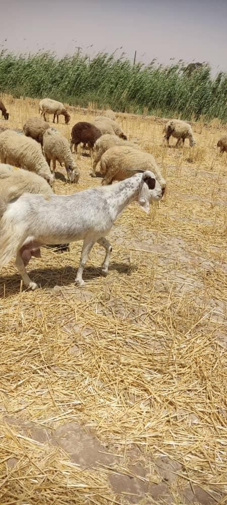بز ماده  ابستن یک ماه|حیوانات مزرعه|اهواز, پادادشهر|دیوار