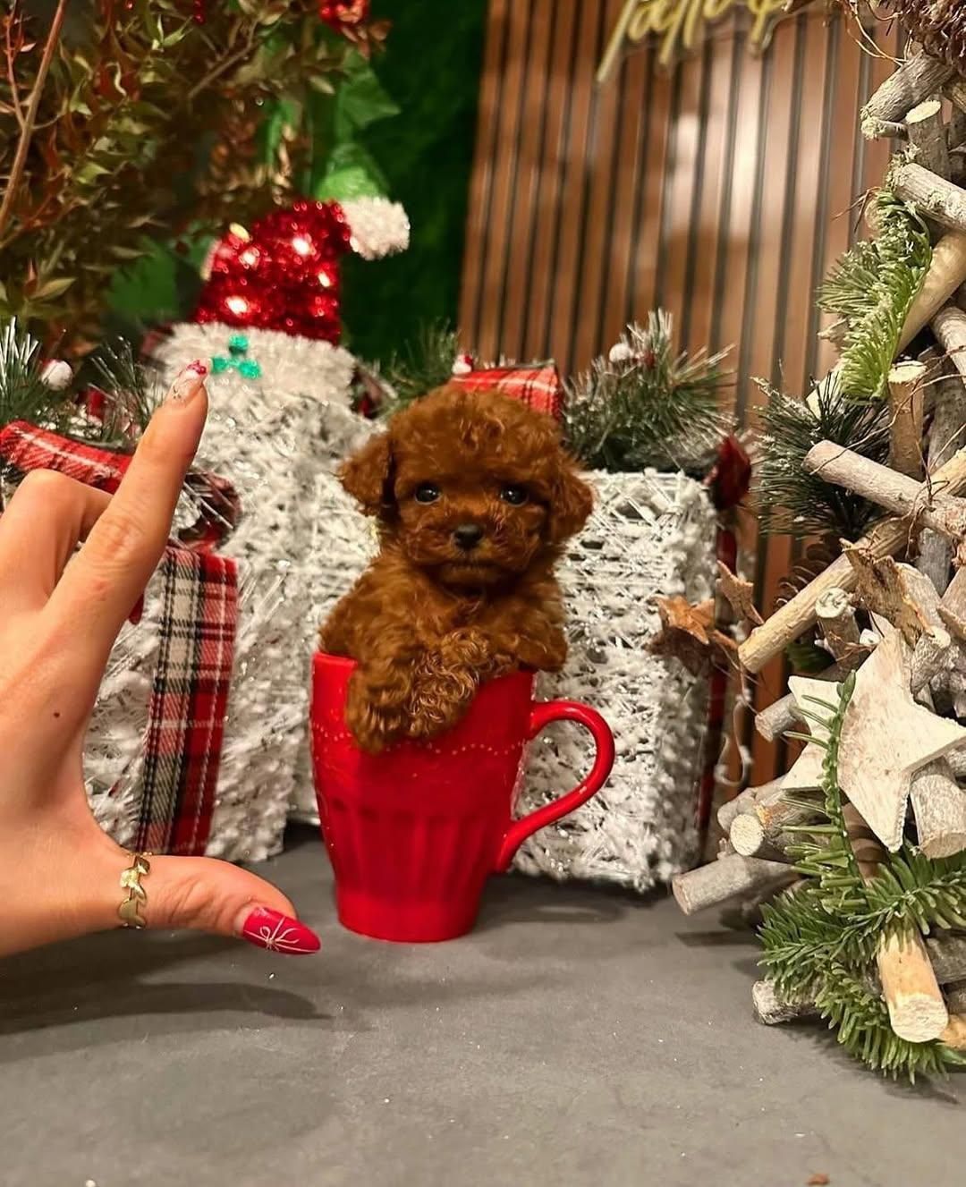 سگ توله تاینی توی پودل 65 روز وارداتی|سگ|تهران, سعادتآباد|دیوار