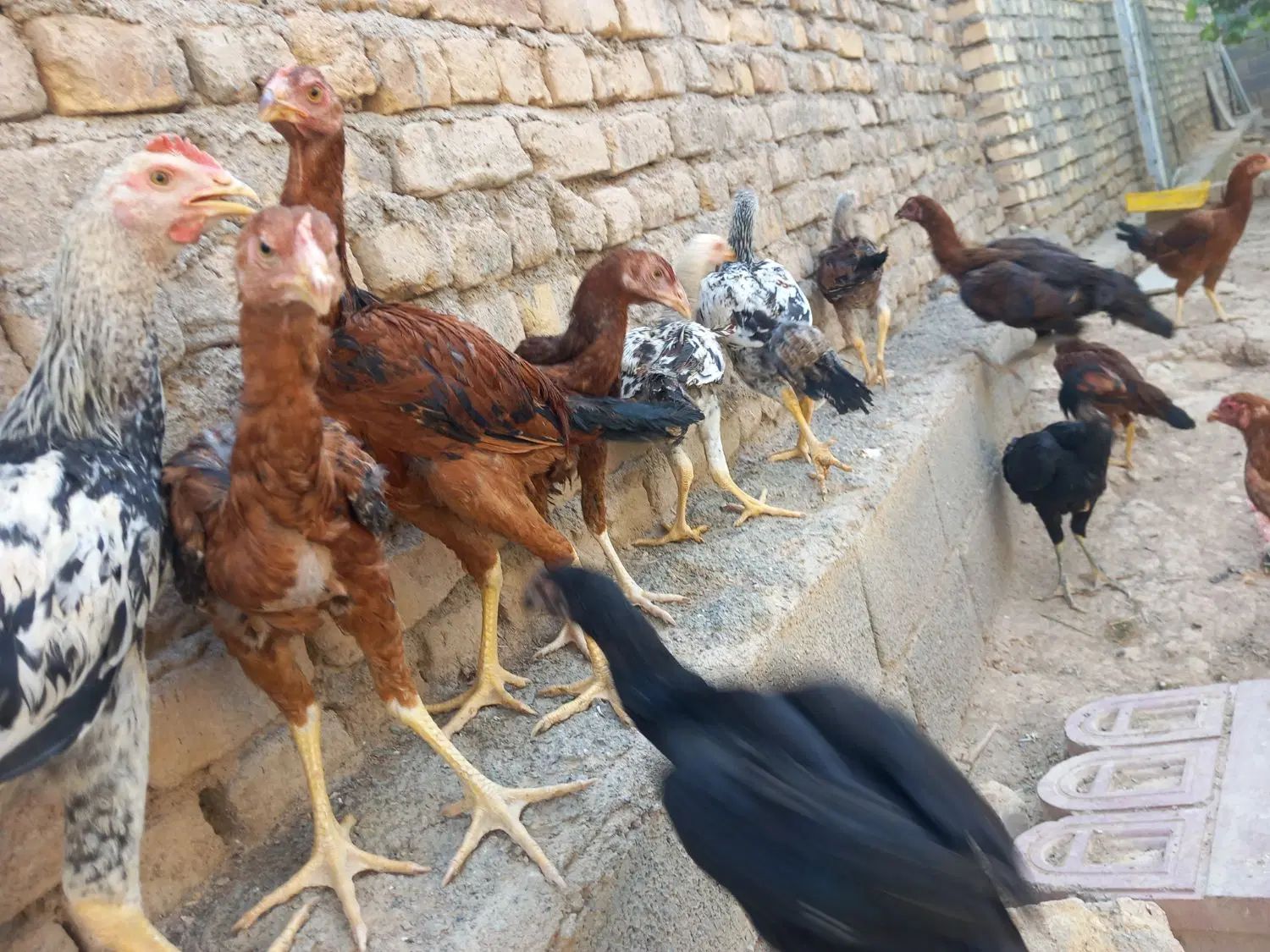 غاز لاری بوقلمون گلین لری|حیوانات مزرعه|مشهد, توس فردوسی|دیوار