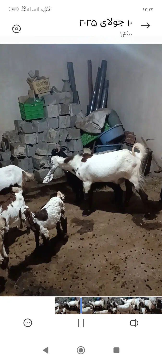 چپش کاربلد بفروش میرسد بخاطر جابجایی سد خرسان|حیوانات مزرعه|لردگان, |دیوار