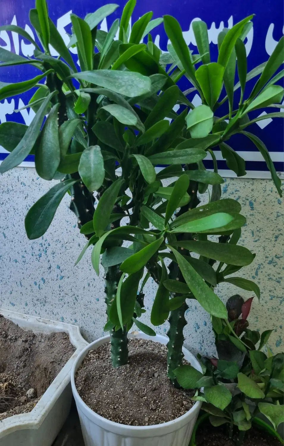 گیاه ( کاکتوس) از گل خانه به خانه|گل و گیاه طبیعی|مشهد, طبرسی شمالی|دیوار