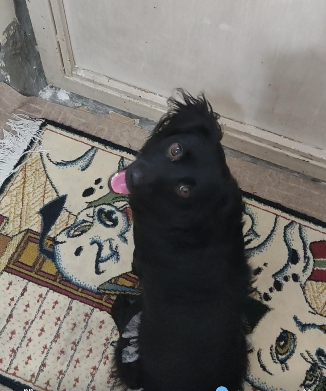 گمشده از یابنده تقاضا میشود اطلاع دهد|حیوانات|کهریزک, |دیوار