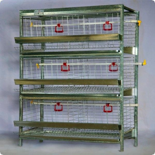 پرورش./مرغ/ رسمی.بومی صنعتی و خانگی|حیوانات مزرعه|ساری, |دیوار