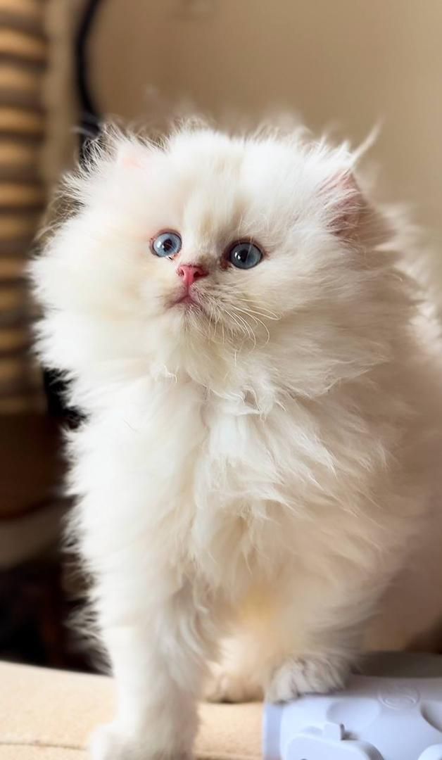 بچه گربه اشرافی|گربه|اهواز, رسالت|دیوار