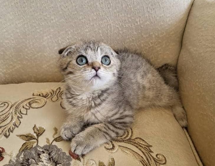 کانال گربه‌ها (پرشین/بریتیش/اسکاتیش)|گربه|کرمانشاه, |دیوار