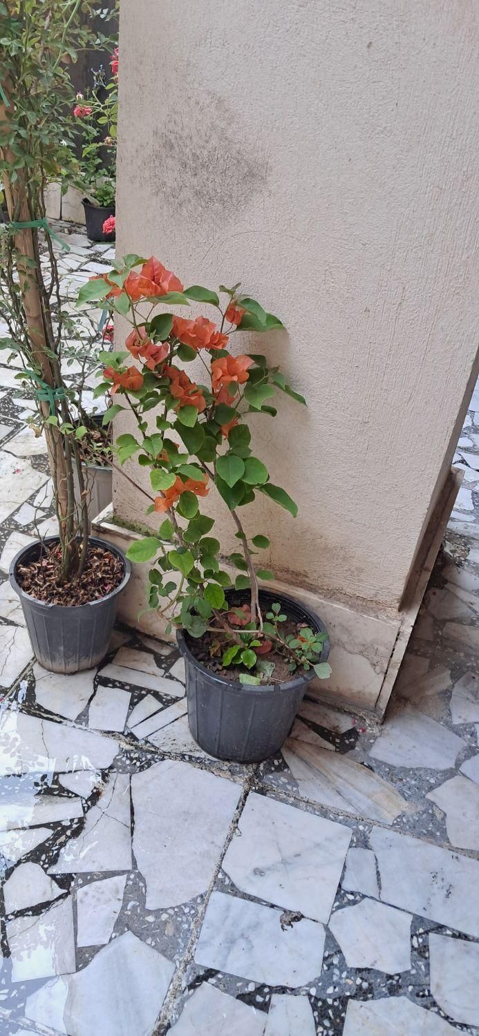 تنوع گل|گل و گیاه طبیعی|رشت, امین الضرب|دیوار
