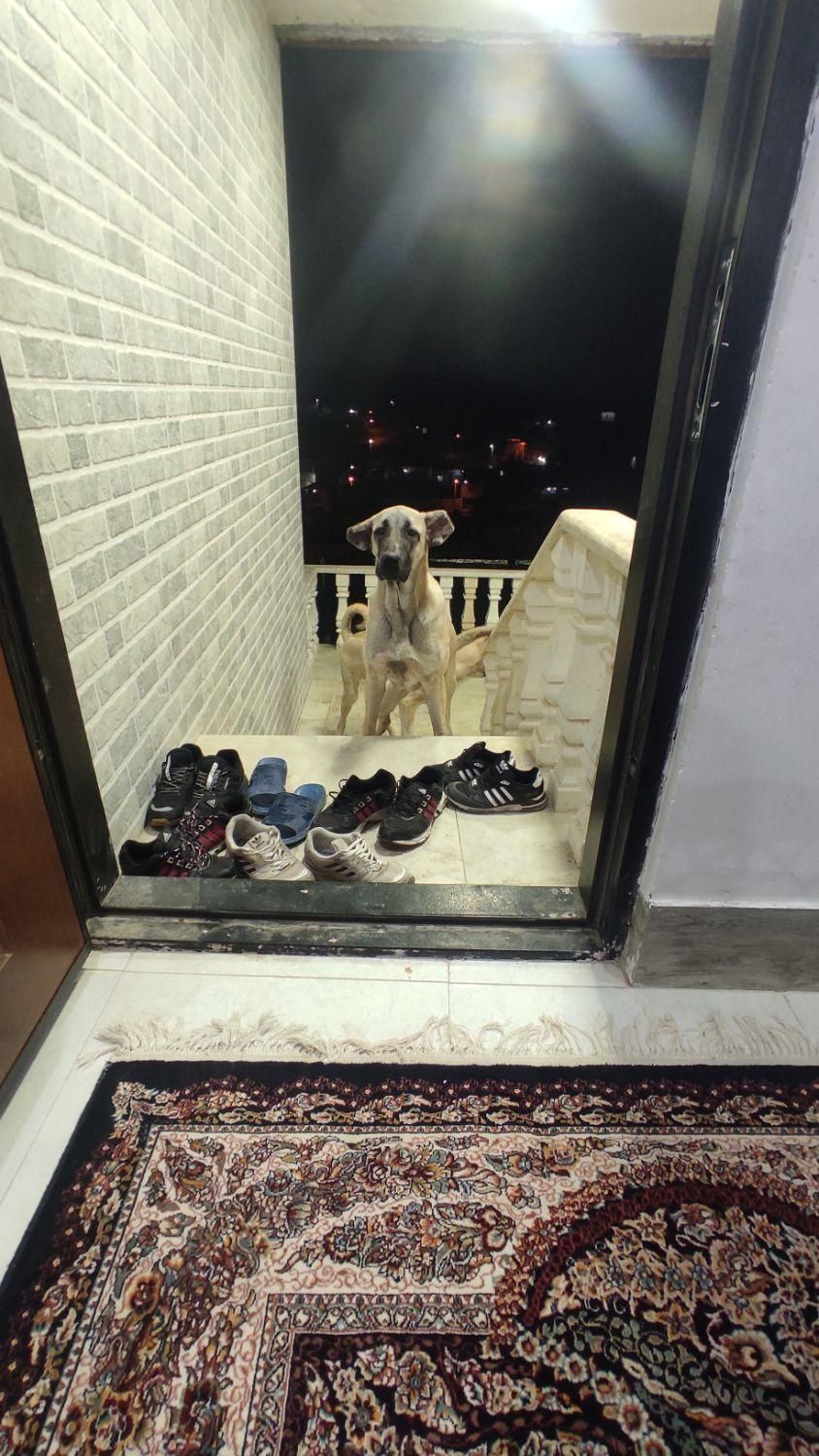 گمشده|سگ|میلاجرد, |دیوار