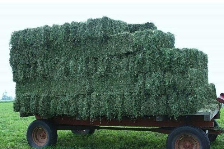 فروش کاه و یونجه و جو|حیوانات مزرعه|تهران, نعمتآباد|دیوار