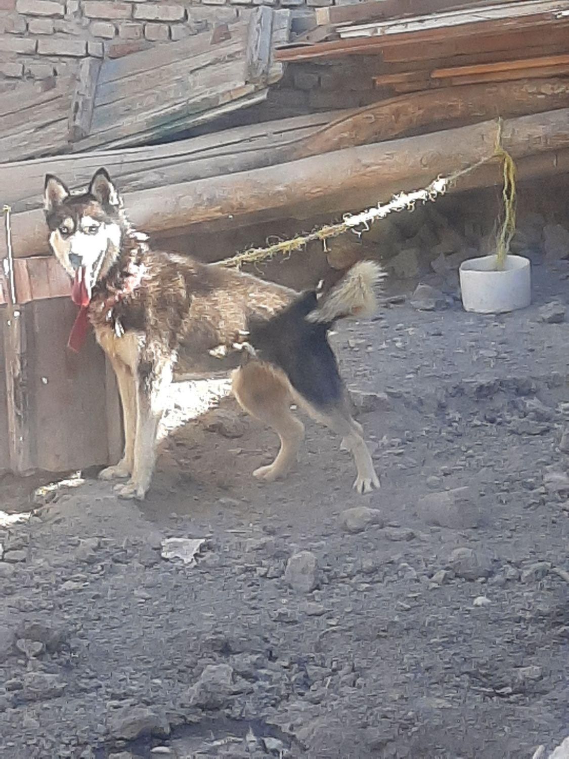 سگ هاسکی زیبا و مهربون|سگ|ارومیه, |دیوار