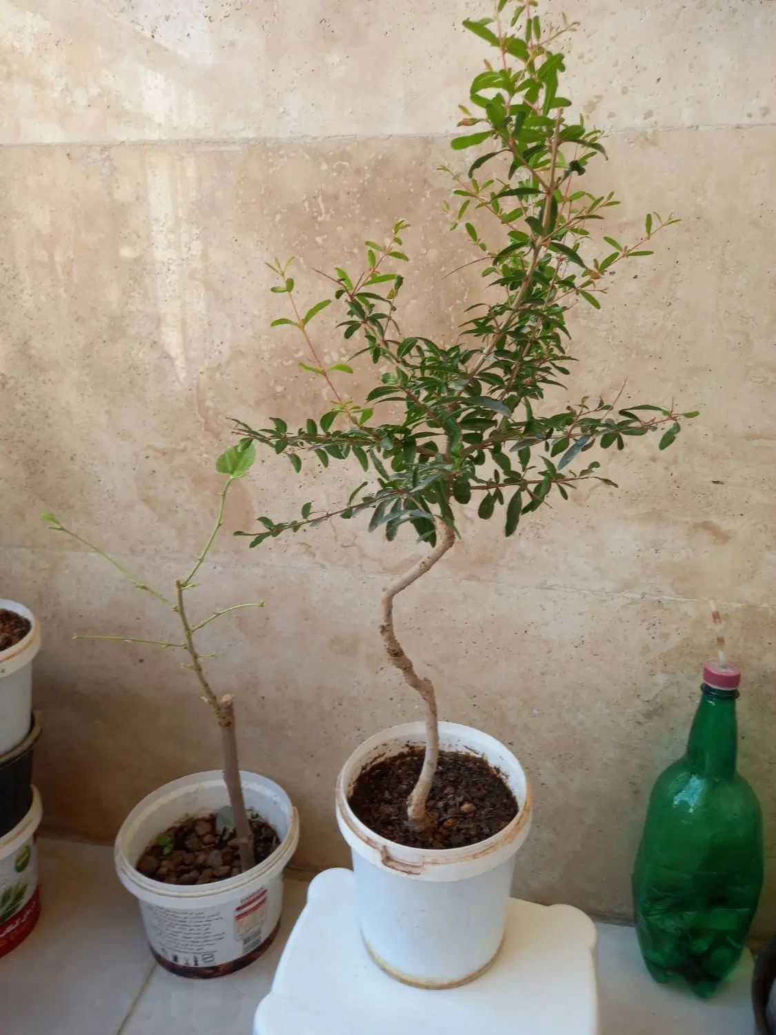 درخچه بونسای|گل و گیاه طبیعی|کرج, باغستان|دیوار