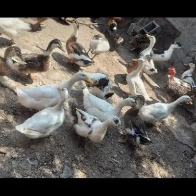 فروش اردک.غاز.مرغ تخم گذار .مرغ خروس پا کوتاه پاپر|حیوانات مزرعه|خشکبیجار, |دیوار