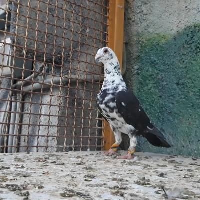 تعدادی کفتر|پرنده|گناباد, |دیوار