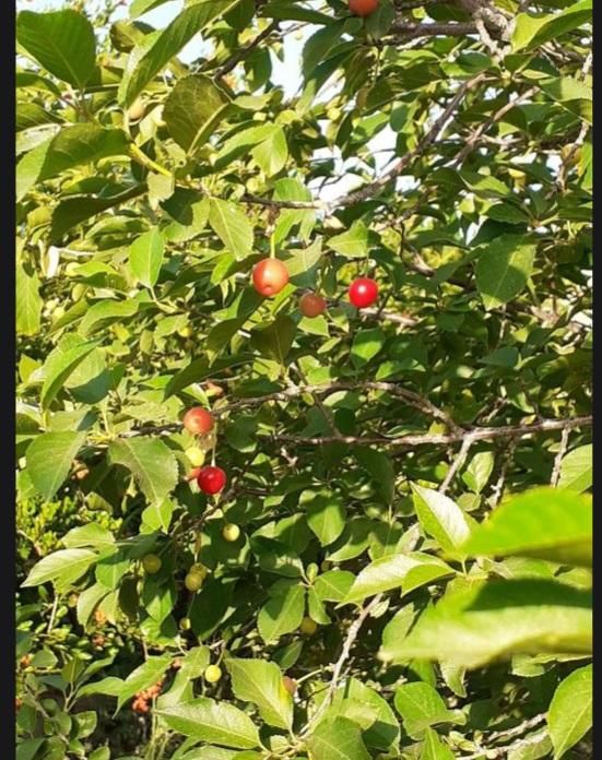 خانه باغ|فروش خانه و ویلا|اصفهان, باغ فدک|دیوار