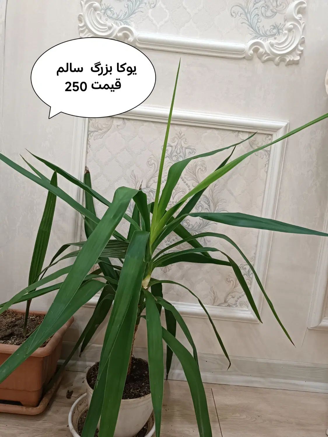 گل اپارتمانی|گل و گیاه طبیعی|تهران, حکیمیه|دیوار