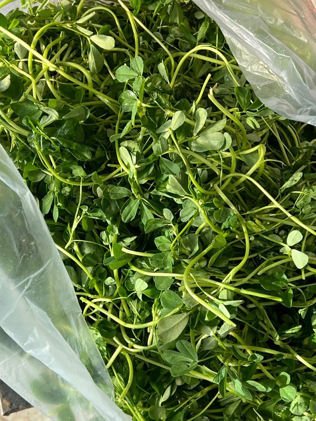 پخش بزرگ سبزی کرج|خوردنی و آشامیدنی|کرج, آق تپه|دیوار