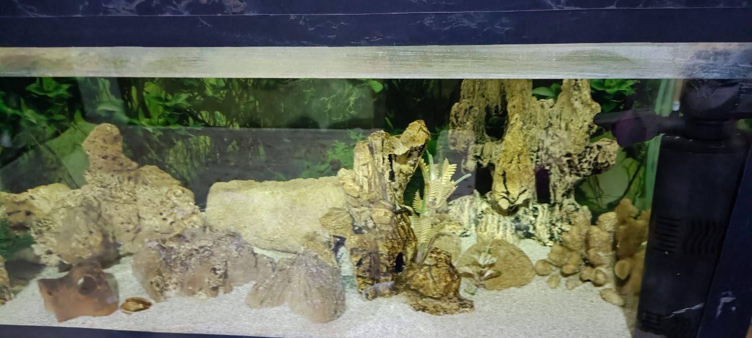 آکواریوم|ماهی|رشت, انصاری|دیوار