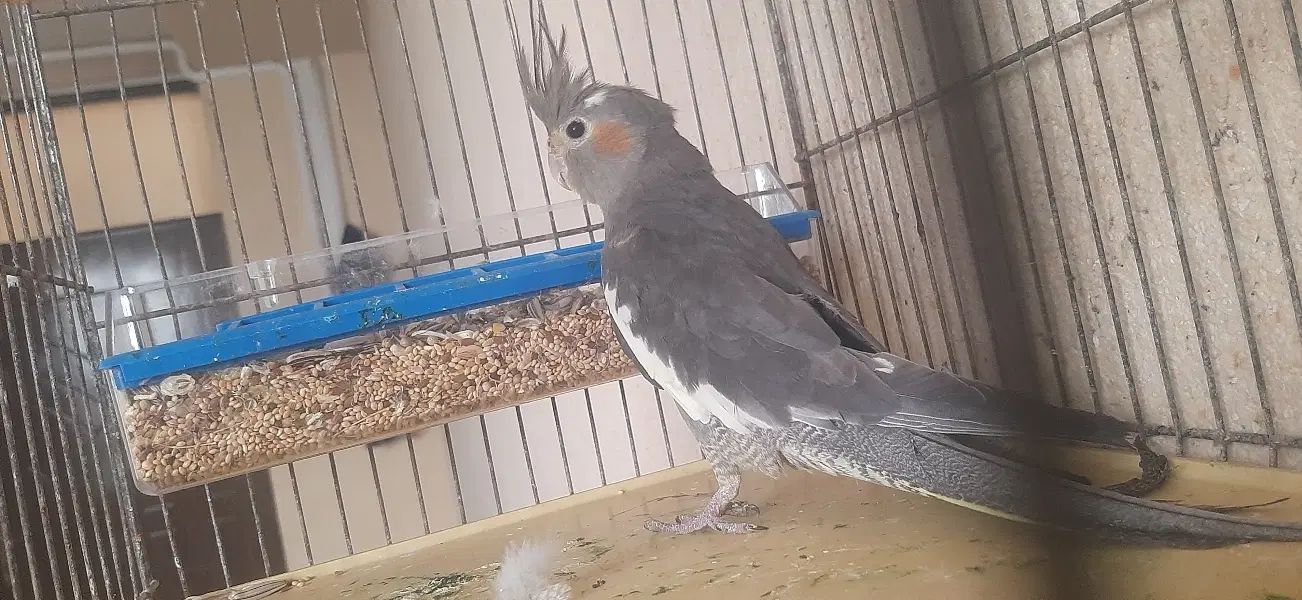 عروس هلندی|پرنده|اصفهان, بهارستان|دیوار