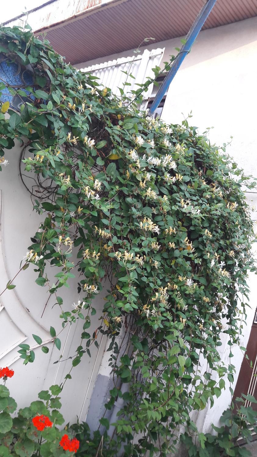 گل های گوناگون باغچه و اتاق مناسبترین قیمت|گل و گیاه طبیعی|رشت, حافظ آباد|دیوار