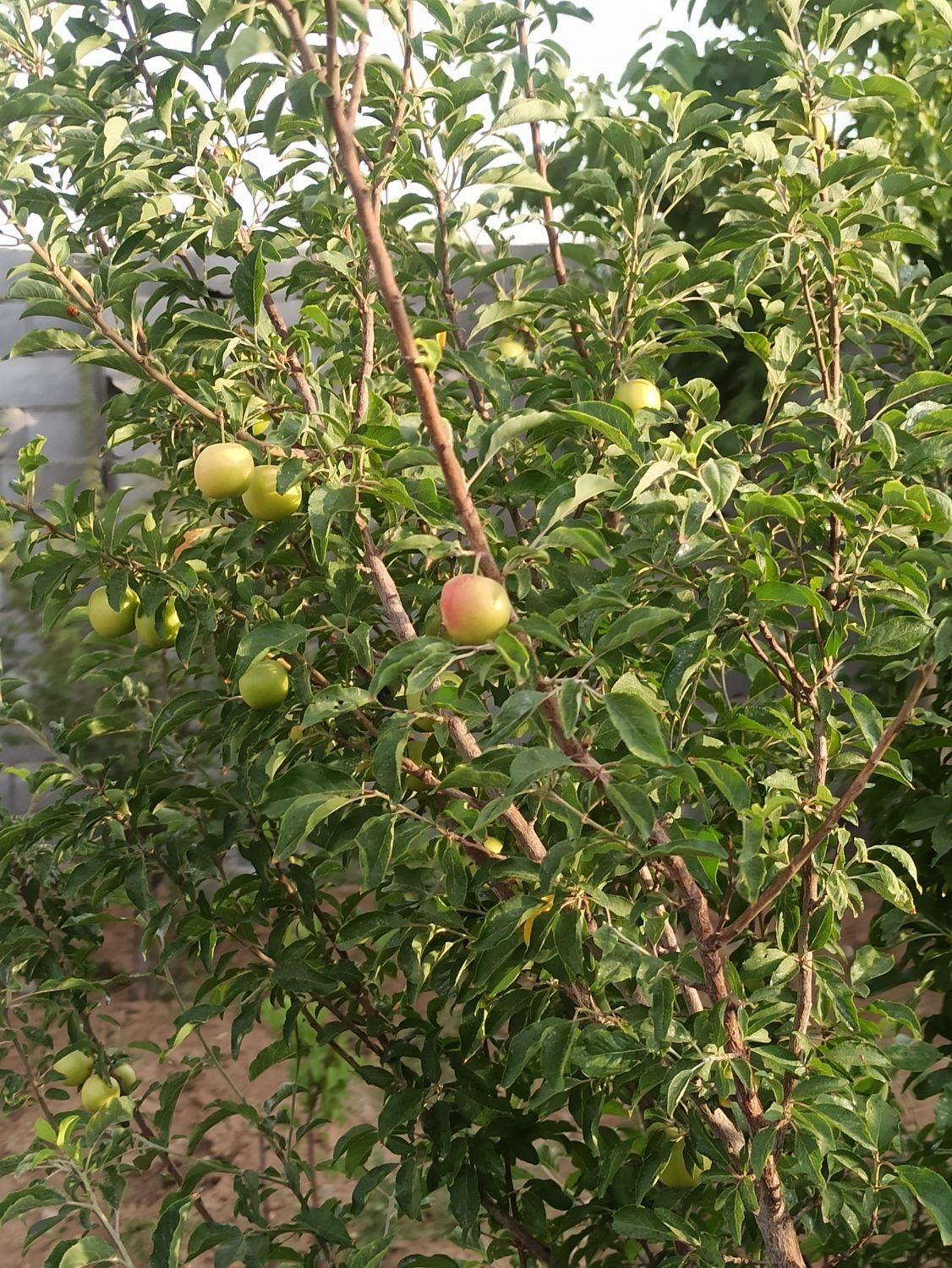 فروش چهار دیواری صحرا انقلاب بعد از انرژی اتمی|فروش زمین و ملک کلنگی|اصفهان, قهاب جنوبی|دیوار