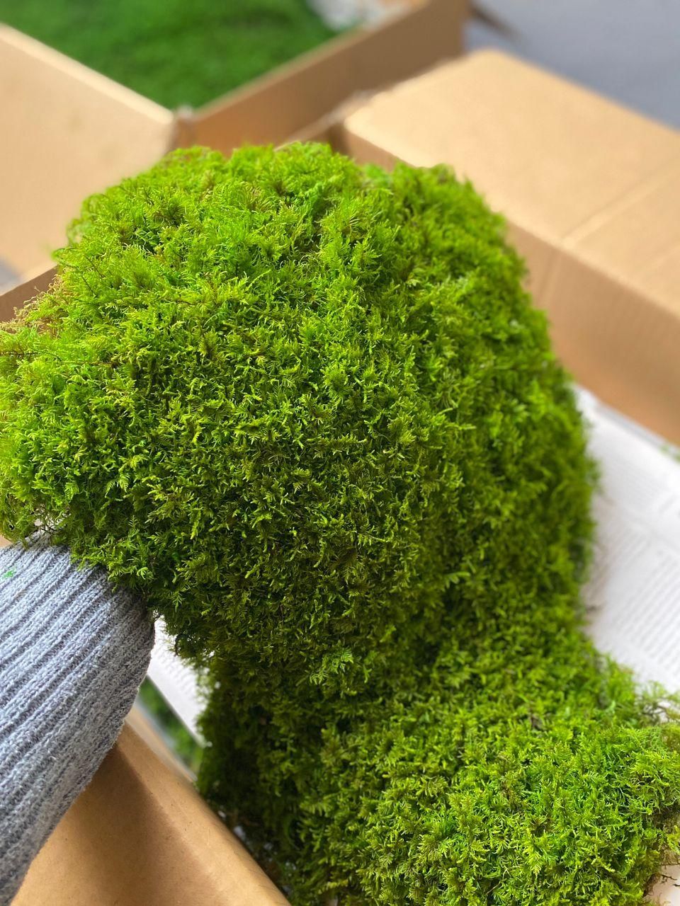 دیوار سبز خزه ای یا mosswall|گل و گیاه طبیعی|شیراز, شهرک والفجر|دیوار