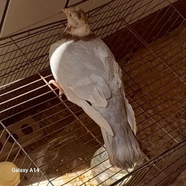 کبوتر ماده|پرنده|اصفهان, ابر|دیوار