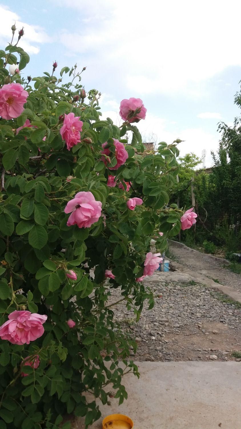 سوئیت و باغ (محدوده آرامگاه خیام و عطار )|اجارهٔ کوتاهمدت آپارتمان و سوئیت|نیشابور, عطار|دیوار