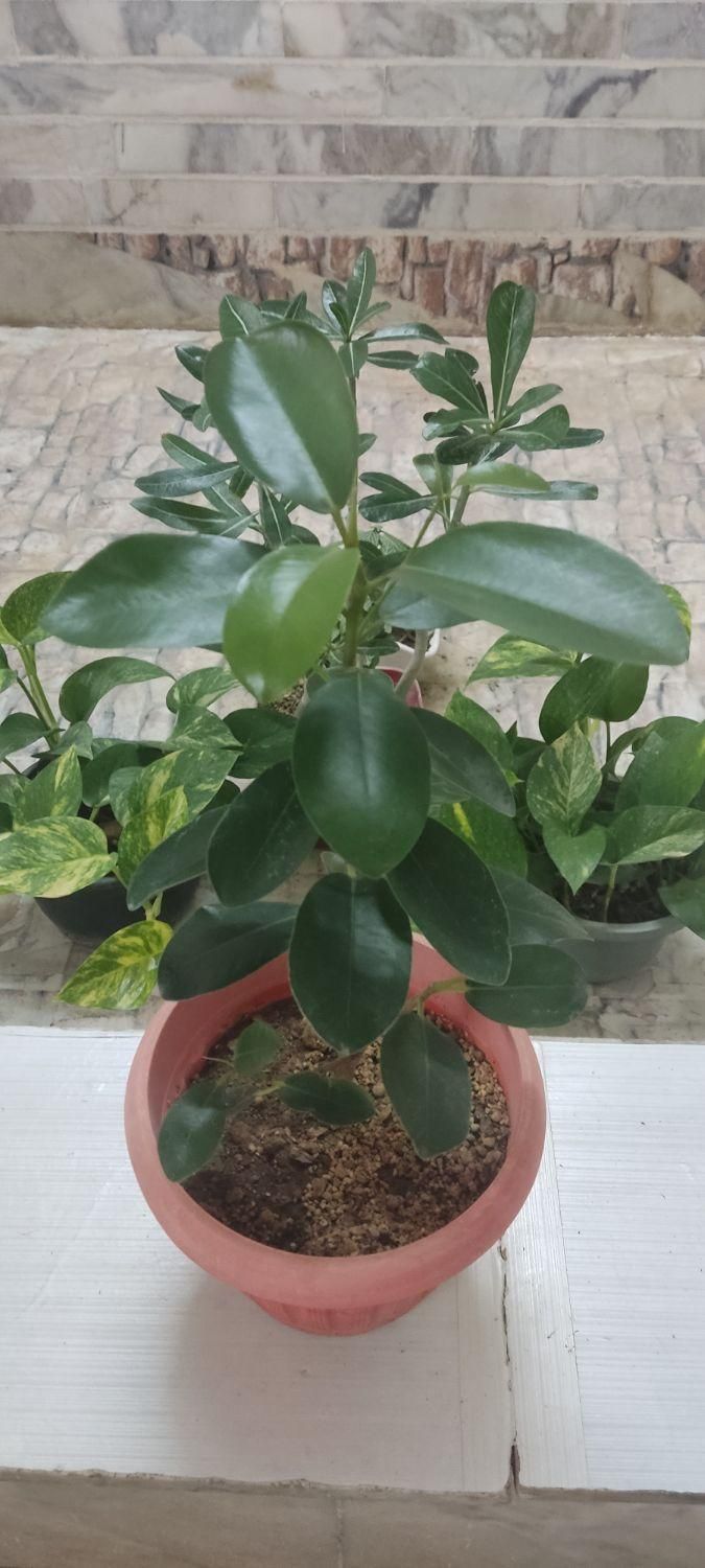 کافیه بپسندی و انتخاب کنی و درب منزلت تحویل بگیری|گل و گیاه طبیعی|شاهینشهر, دهخدا|دیوار