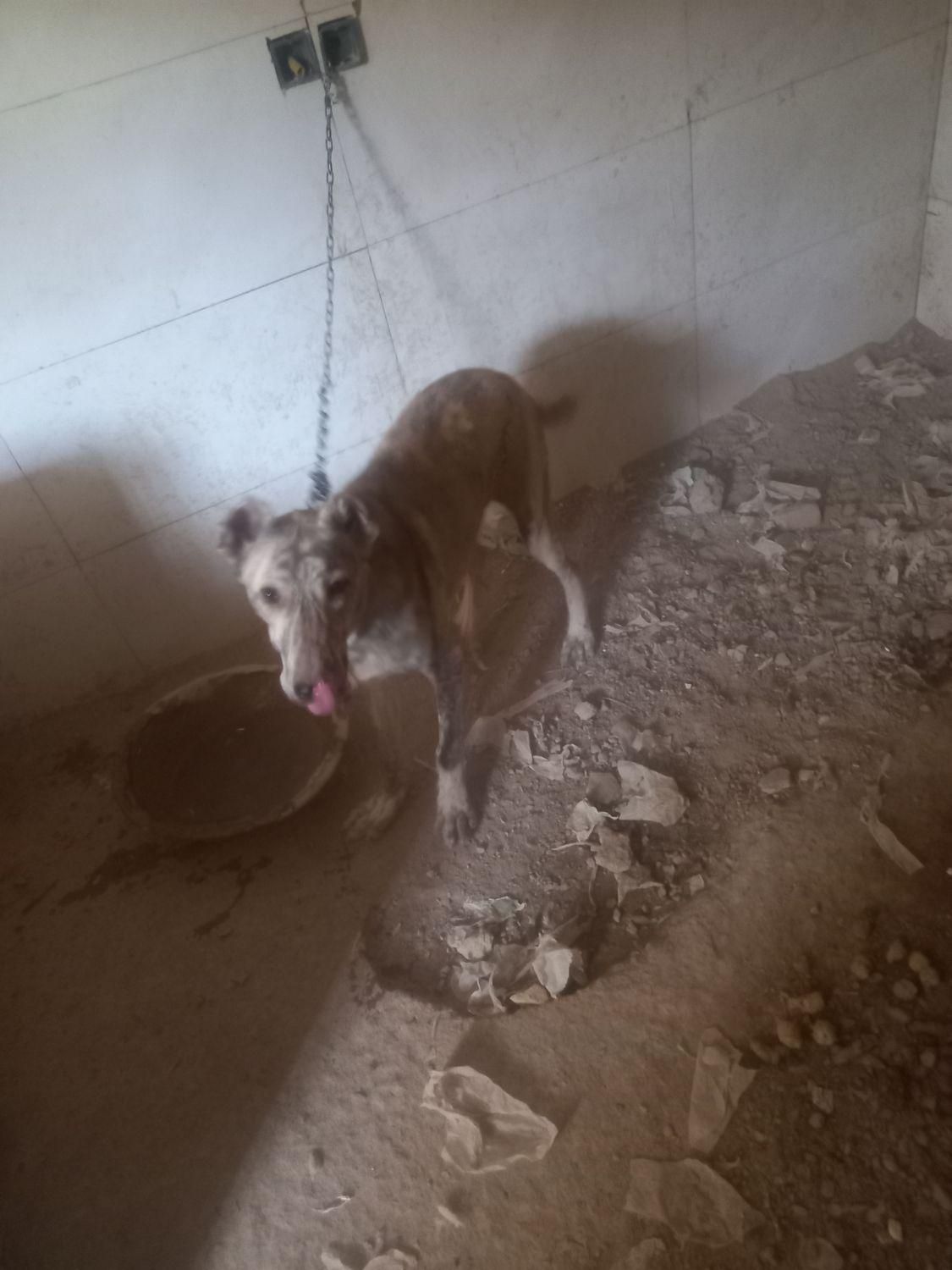 سگ ادم ندیده|سگ|بردسکن, |دیوار