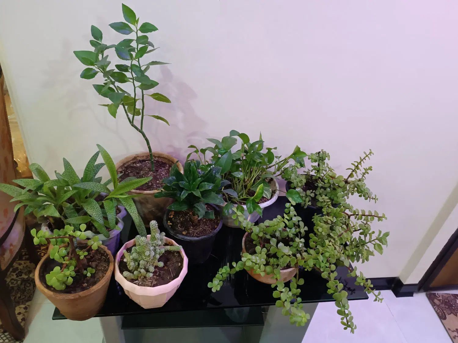 تعدادی گلدان خانگی برگ خرفه ای کامبو و|گل و گیاه طبیعی|تهران, امیریه|دیوار
