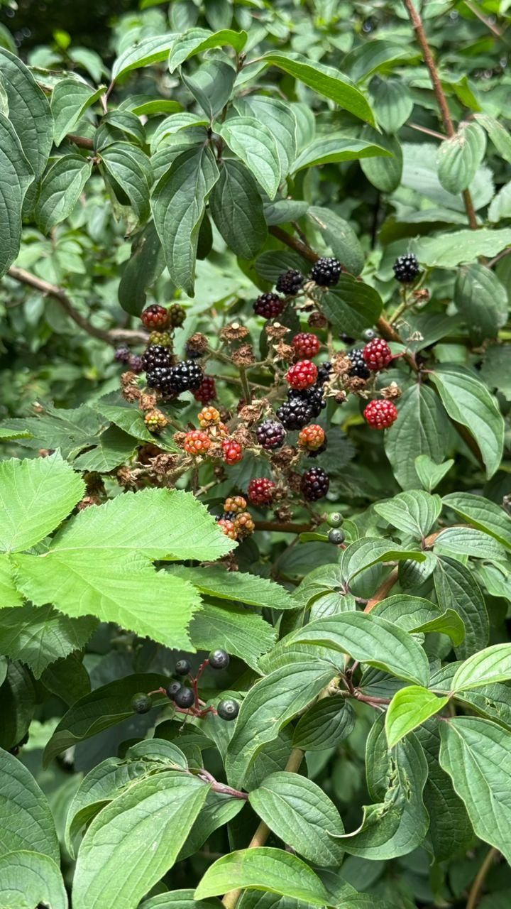 خانه ویلایی دوطبقه نسیم۵(موارددیگر موجود)|فروش خانه و ویلا|شاهینشهر, نسیم ۵|دیوار