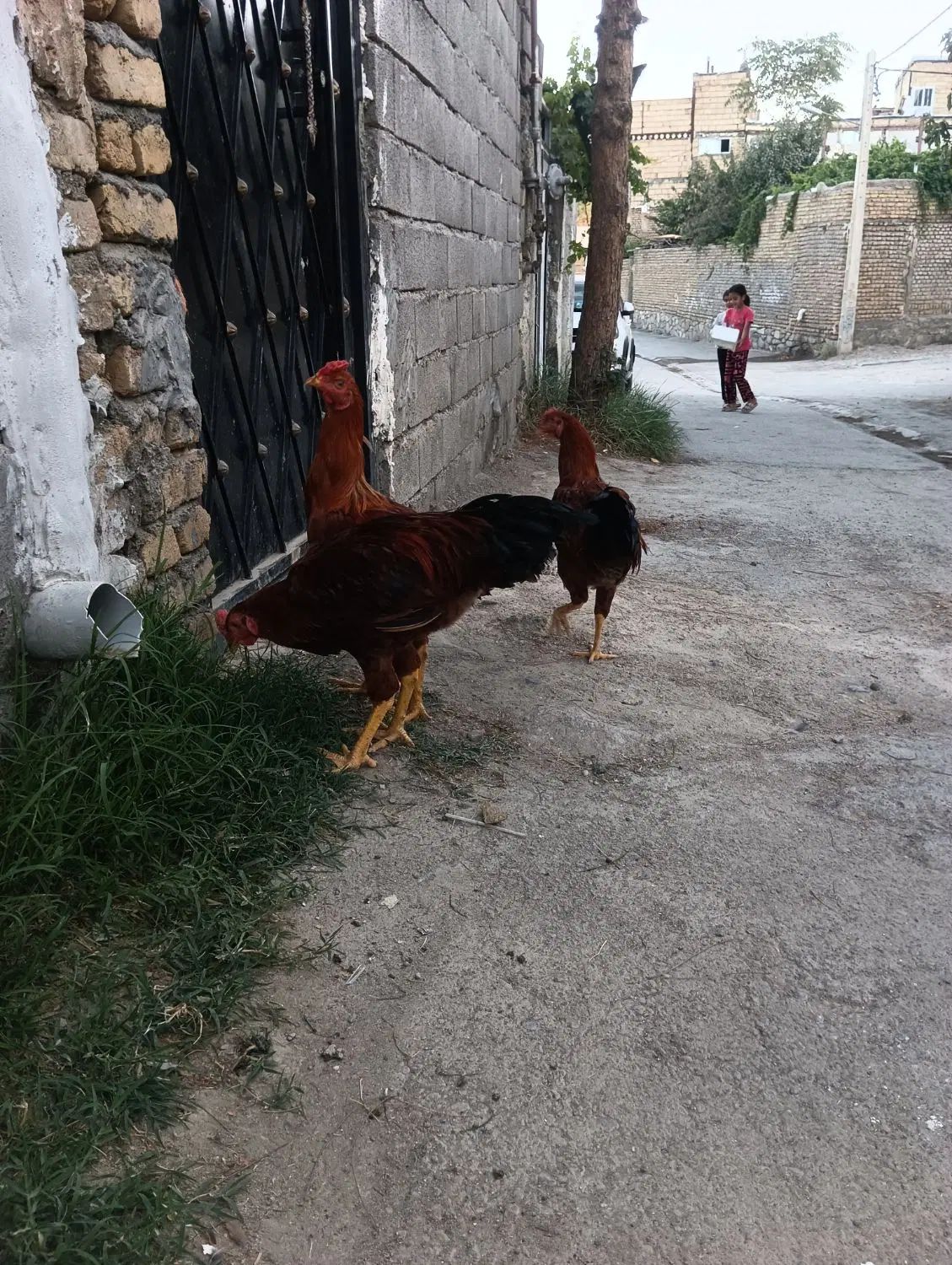 خروس|حیوانات مزرعه|مشهد, رباط طرق|دیوار