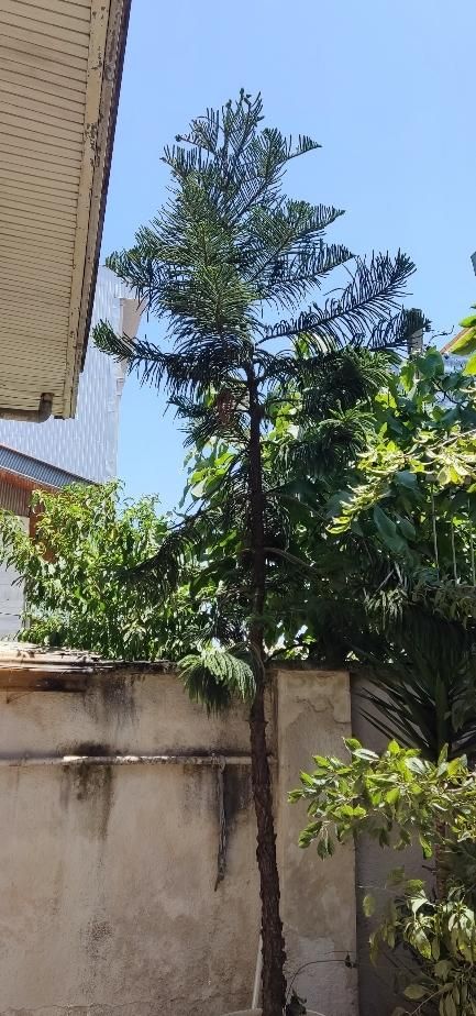 کاج مطبق|گل و گیاه طبیعی|رشت, شهرک قدس|دیوار