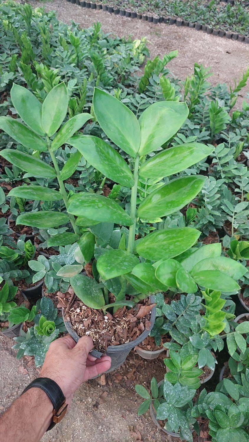 زاموفیلیا سبز هلندی|گل و گیاه طبیعی|تهران, سازمان آب|دیوار