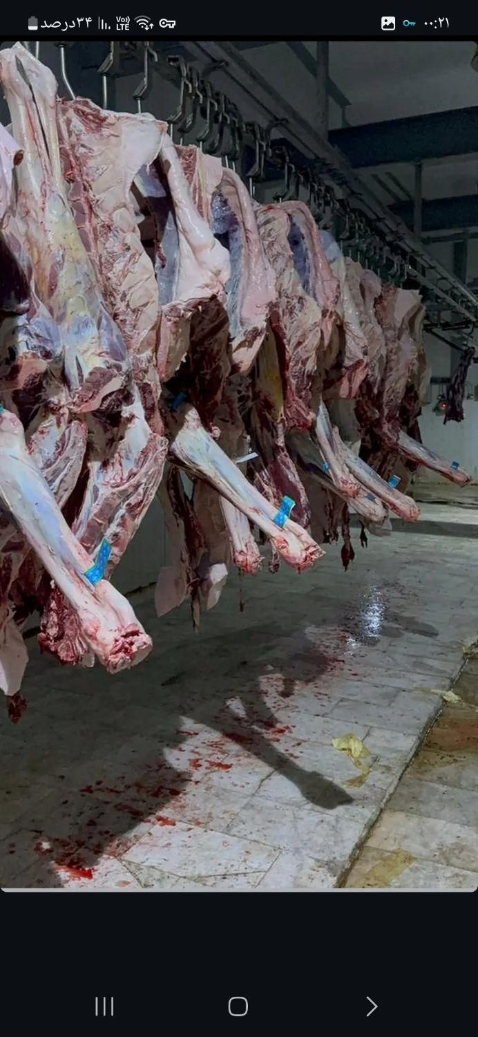 گوشت شتر مغز کوهان شیر ارگانیک شتر|خدمات پذیرایی، مراسم|رباط‌کریم, |دیوار