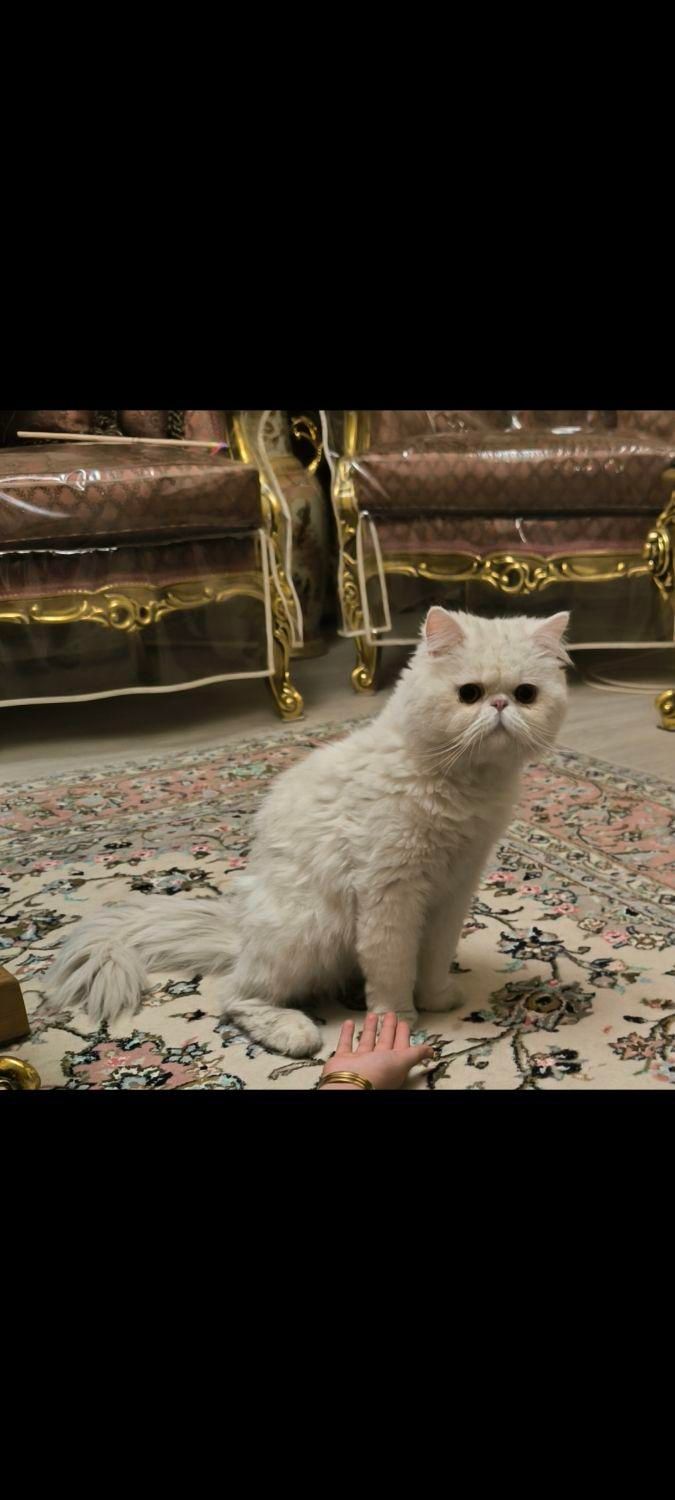 گربه پرشین|گربه|قزوین, |دیوار