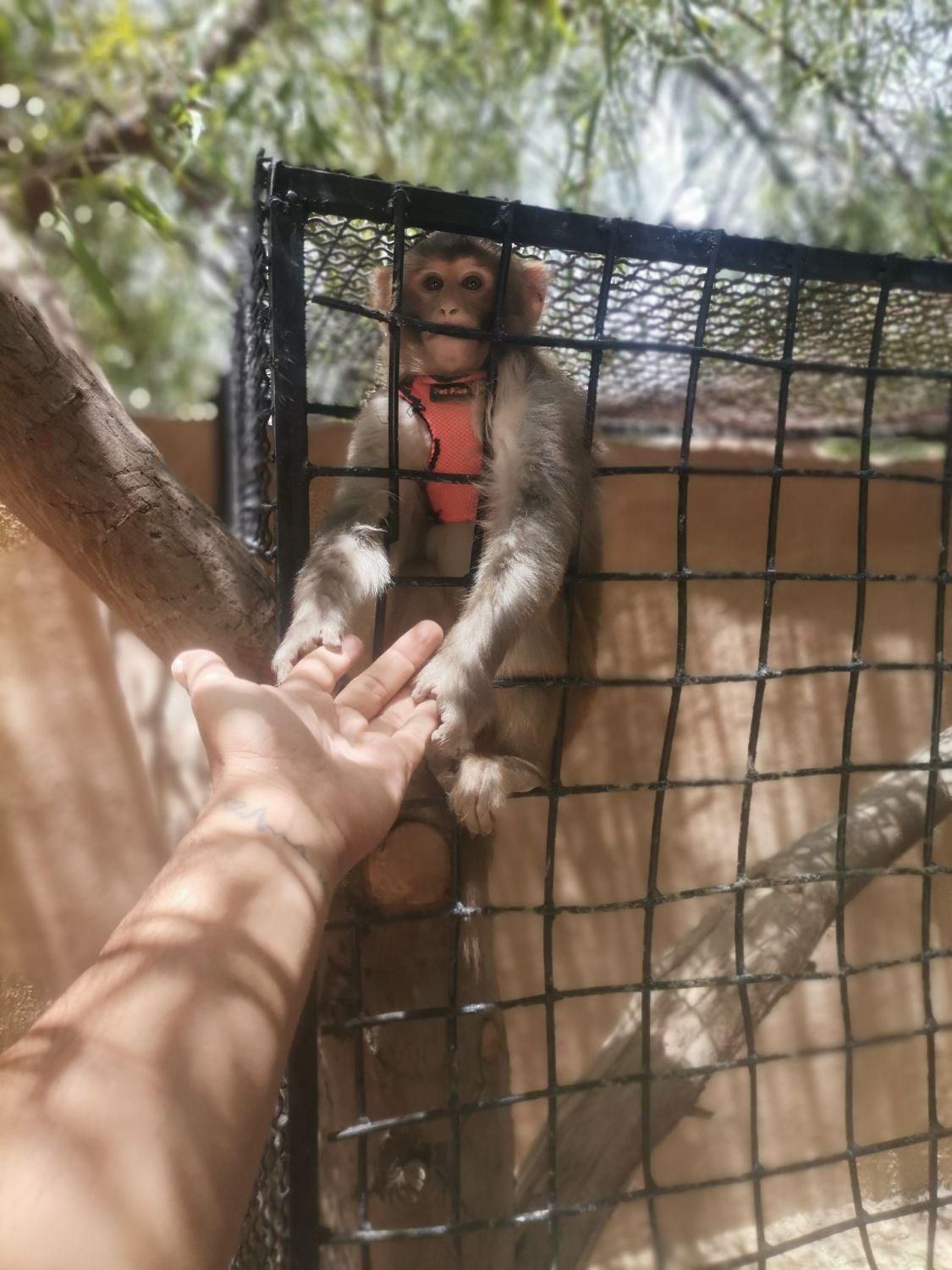 اجاره روزانه ویلا ۱۰۰۰ متری|اجارهٔ کوتاهمدت ویلا و باغ|جهرم, |دیوار