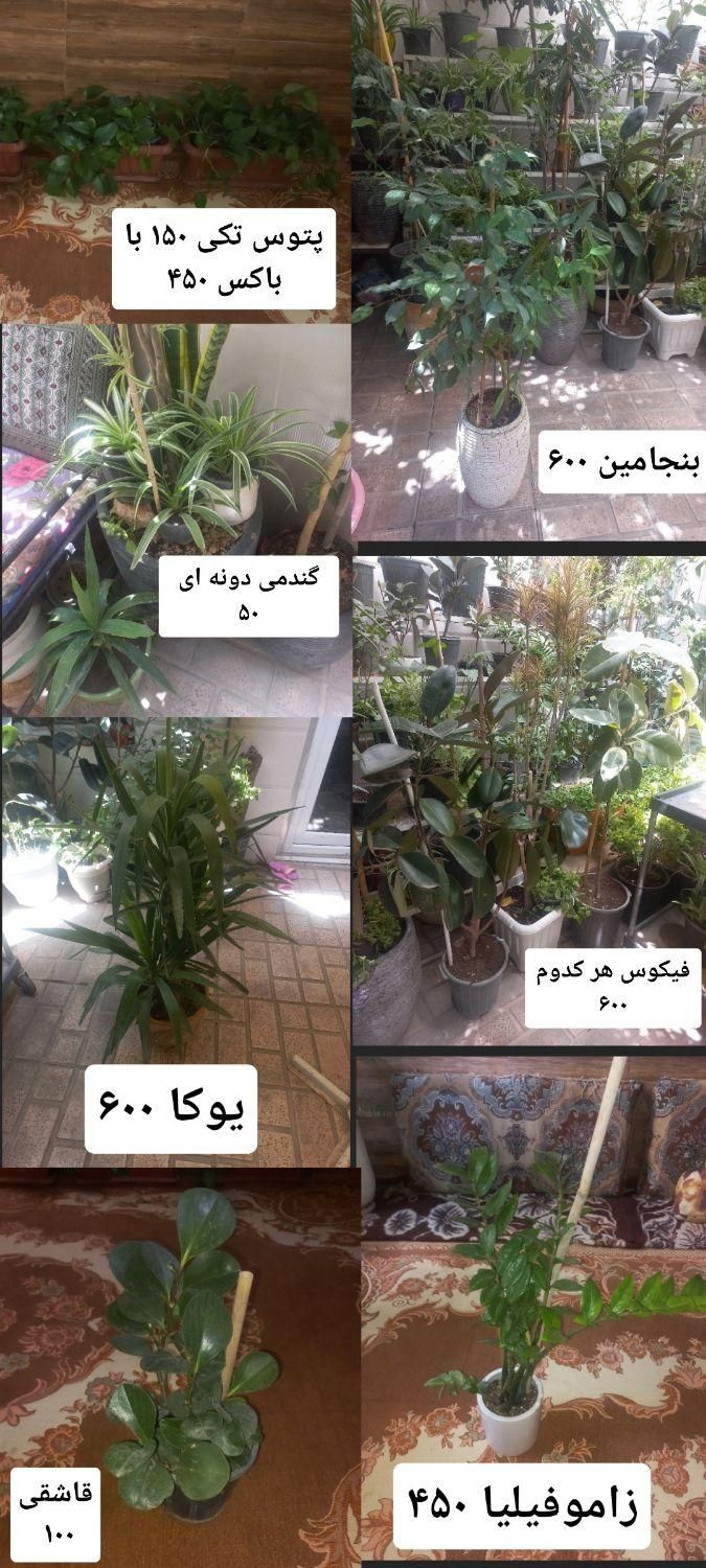 گلهای زیبا وسرحال|گل و گیاه طبیعی|تهران, آذری|دیوار