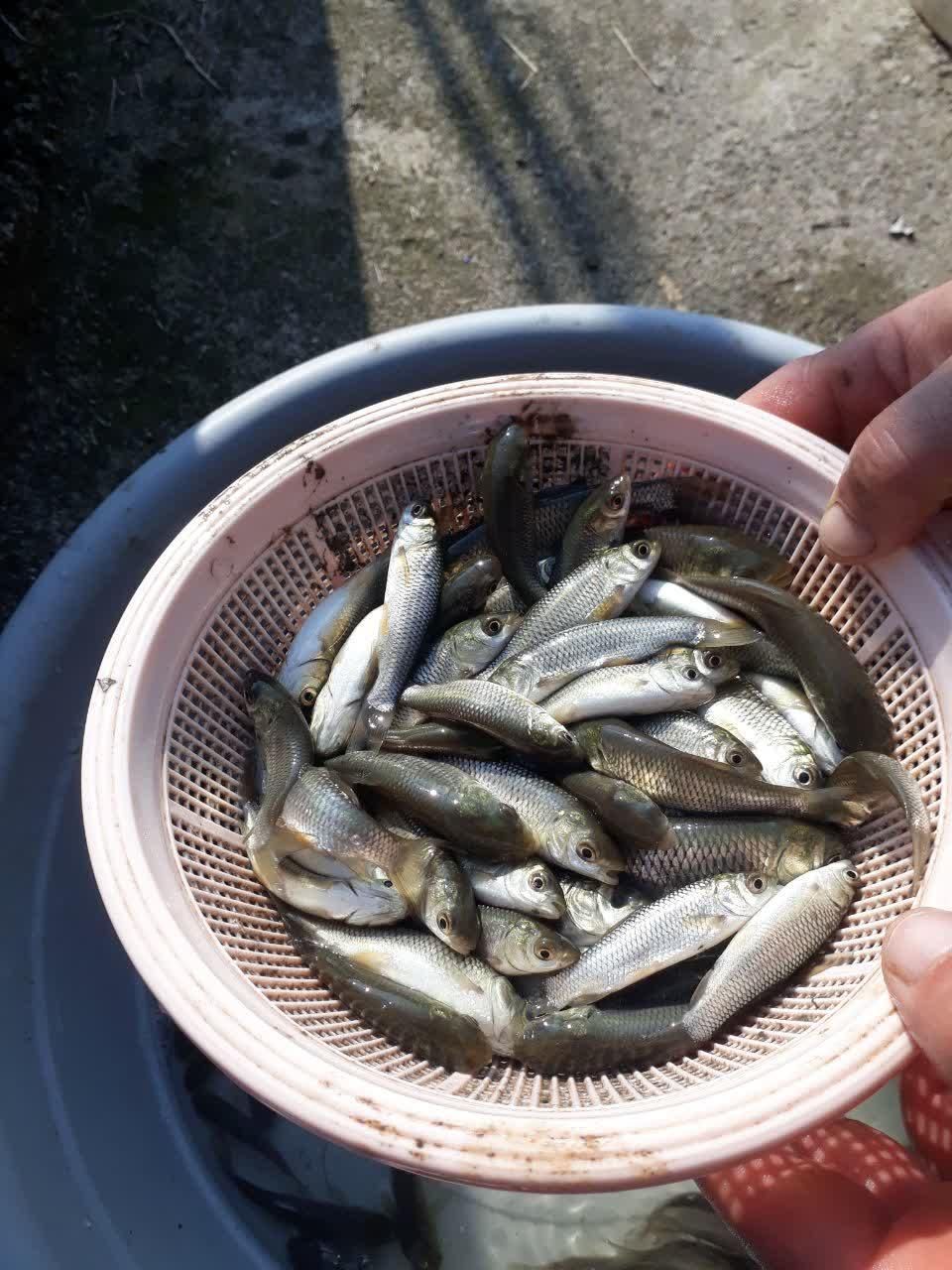 پخش عمده بچه ماهی سفید کپور قزل آلا|ماهی|سنندج, |دیوار