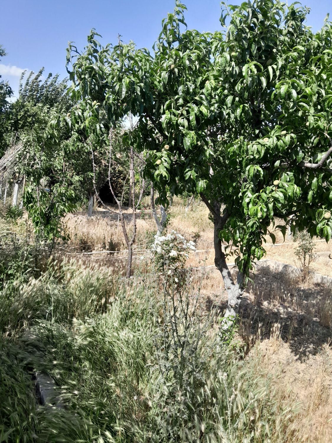 باغچه آماده درختان میوه ۷ ساله منطقه ۱۸ تهران|فروش زمین و ملک کلنگی|تهران, شهرک دریا|دیوار