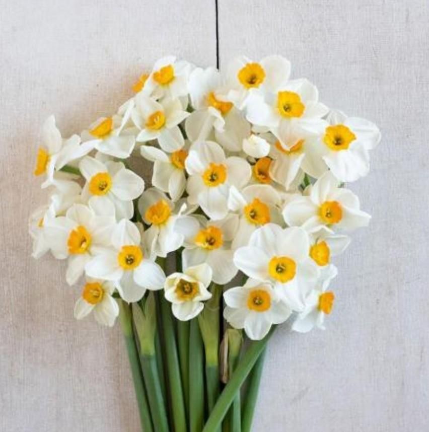 گل نرگس داودی عروس رز برگ آفتاب گردان قرنفل|گل و گیاه طبیعی|فردیس, فردیس|دیوار