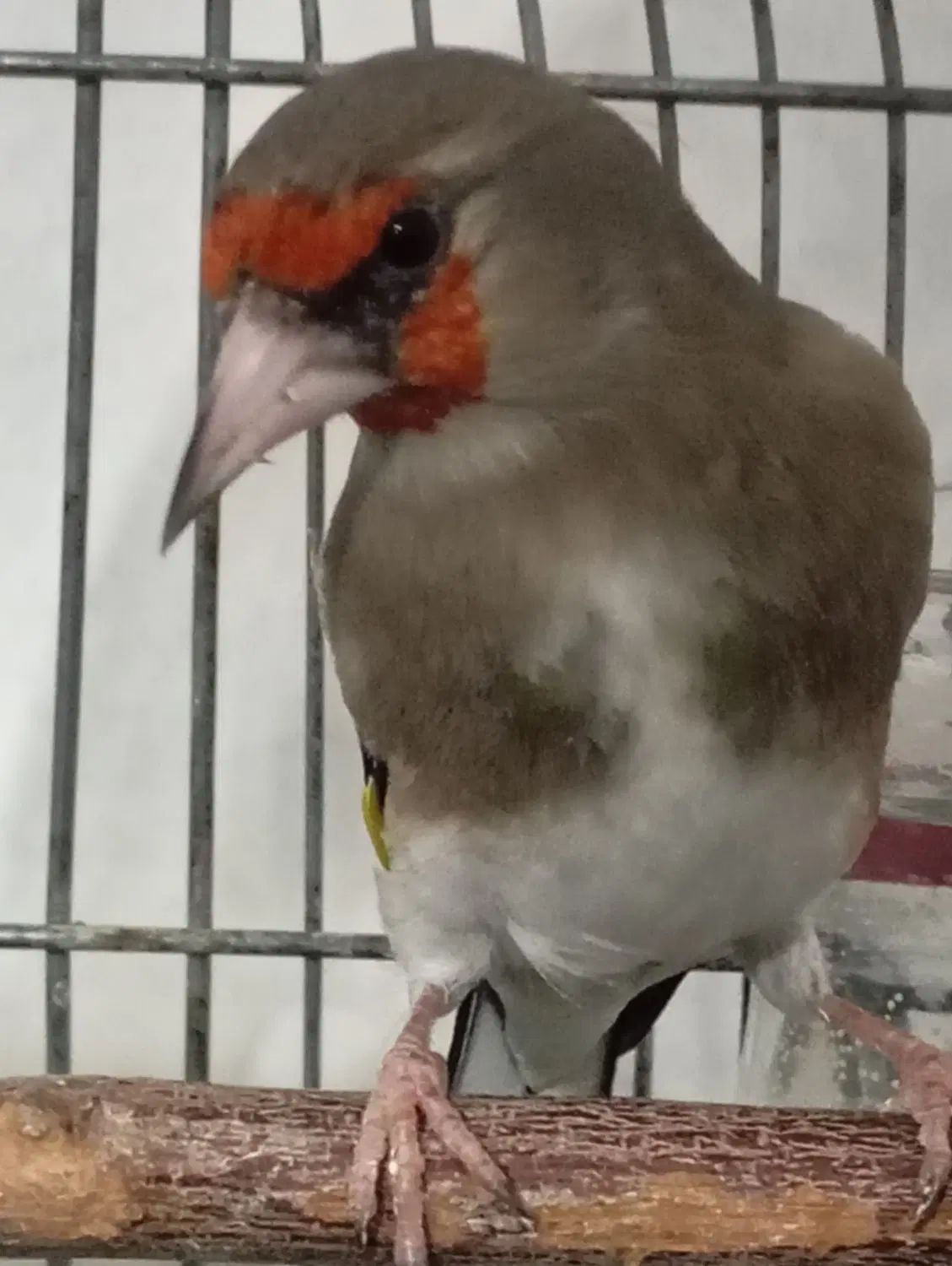 خرید و فروش پرنده طوطی کاسکو|پرنده|شیراز, زرهی|دیوار