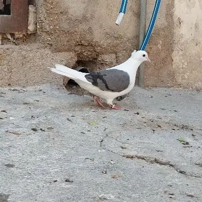 فروش کبوتردورگ ومعمولی ماده دوکت سبزو بچ طوق سفید|پرنده|دزفول, |دیوار