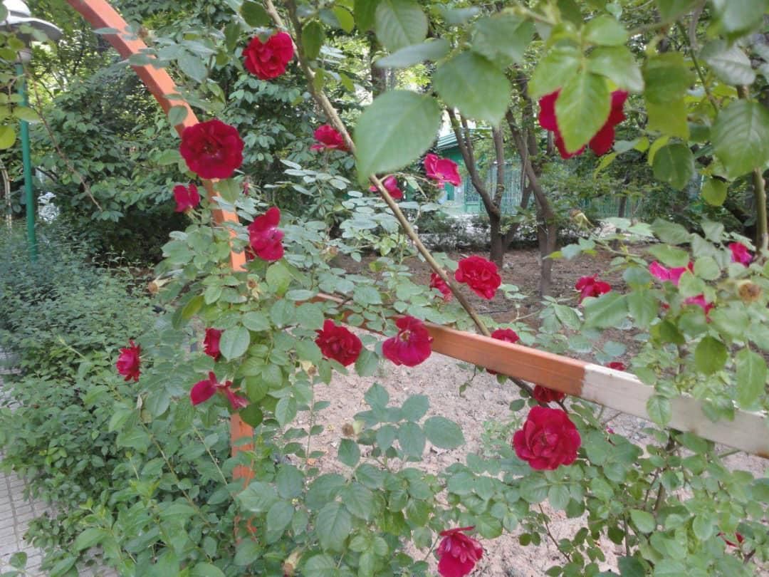 فروش باغ ویلا ،جاده چالوس، ۷۴۰۰ متر زمین ۲۰۰ بنا|فروش خانه و ویلا|گرمدره, |دیوار