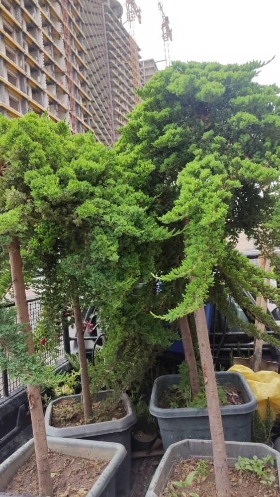 باغبانی ستارخان پاسداران ولنجک قیطریه کاوه|خدمات باغبانی و درختکاری|تهران, جماران (نیاوران)|دیوار