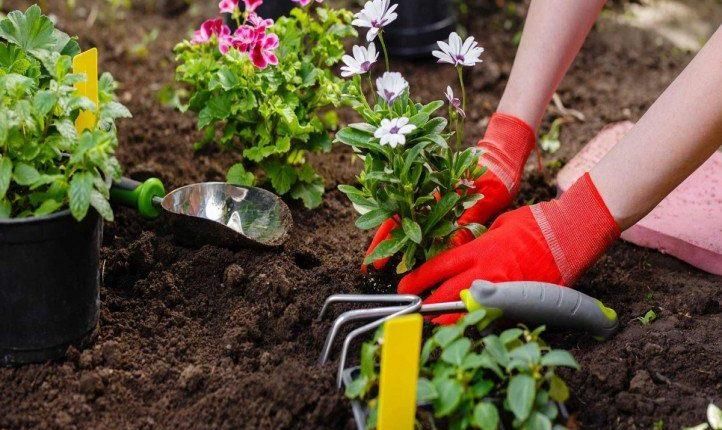 خدمات باغبانی طراحی فضای سبز باغچه کاری|خدمات باغبانی و درختکاری|پردیس, فاز ۱|دیوار