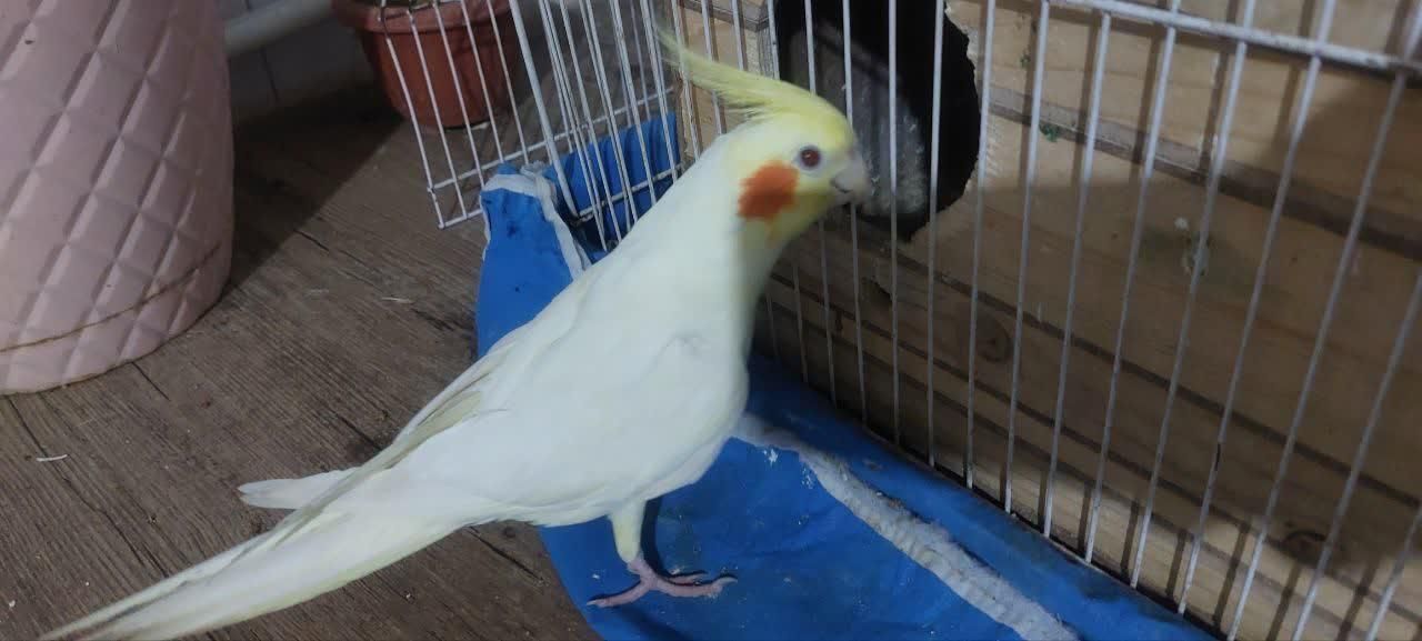 گمشده|پرنده|ابهر, |دیوار
