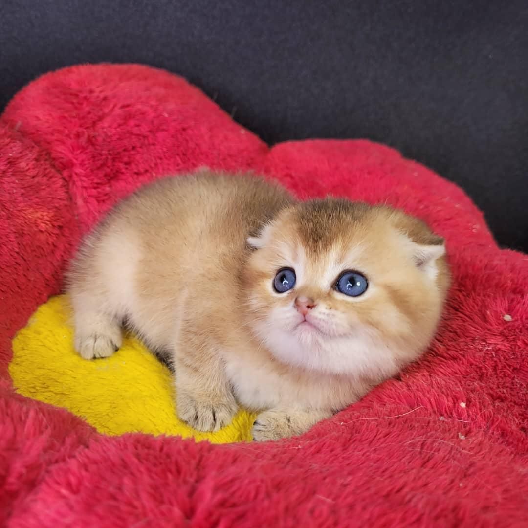 بچه گربه ی دلفریب و کیوت|گربه|ساری, |دیوار