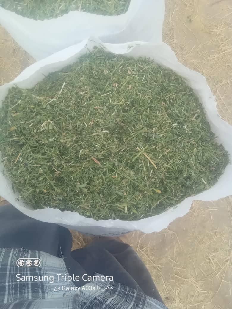 یونجه خورد شده سبز پر برگ|حیوانات مزرعه|بندرعباس, |دیوار